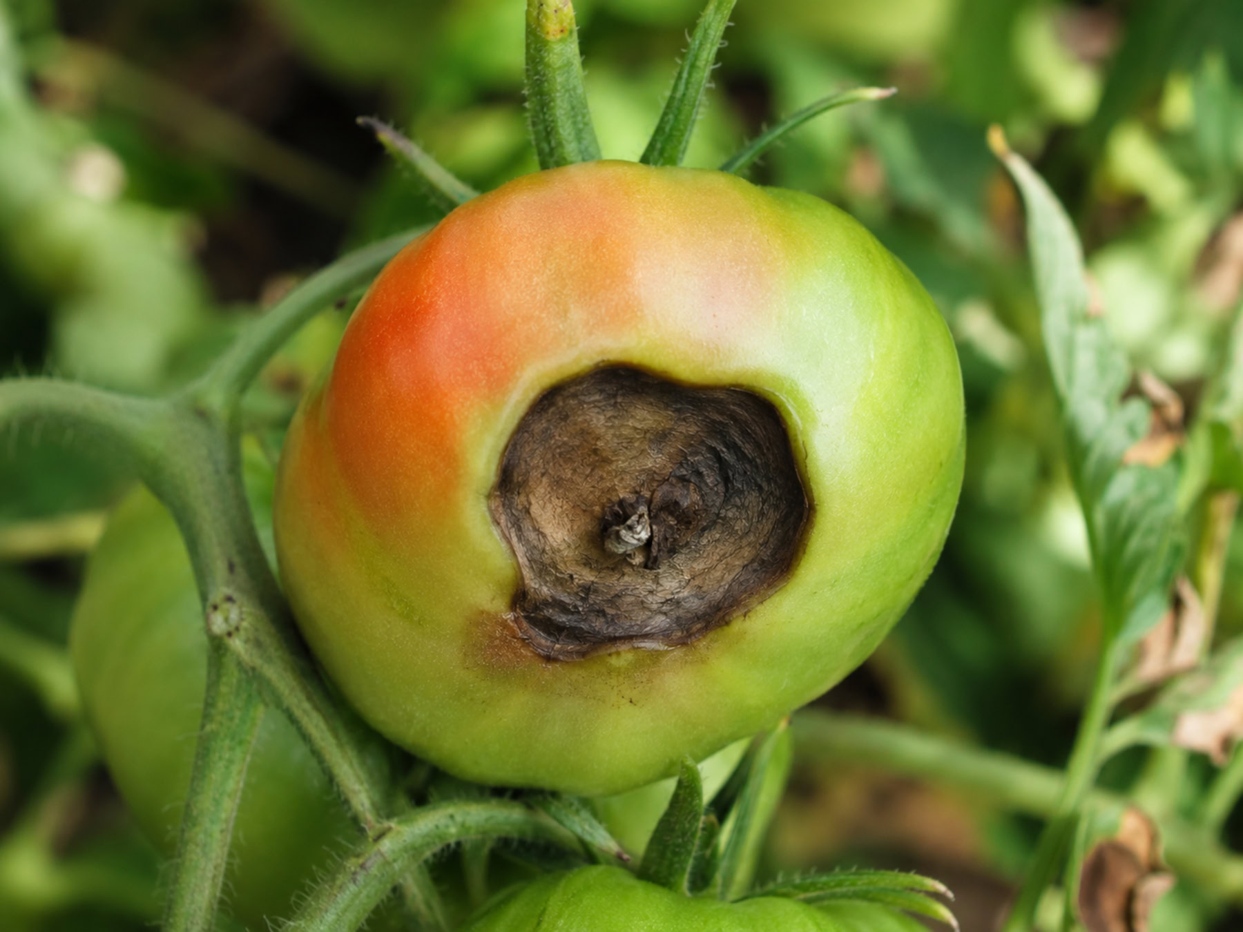 Tomato fruit showing blossom-end rot on the lower end.